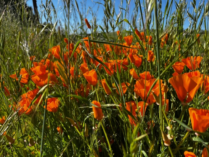 California Poppies